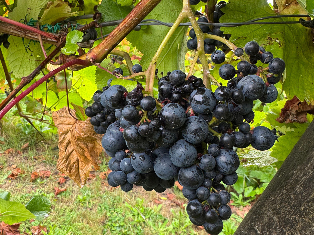 Polgoon Vineyard-彭赞斯必去景点