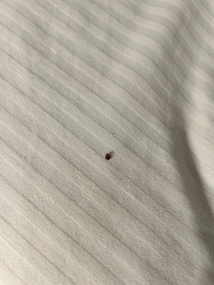 贝灵厄姆拉昆塔温德姆套房酒店-旅行者