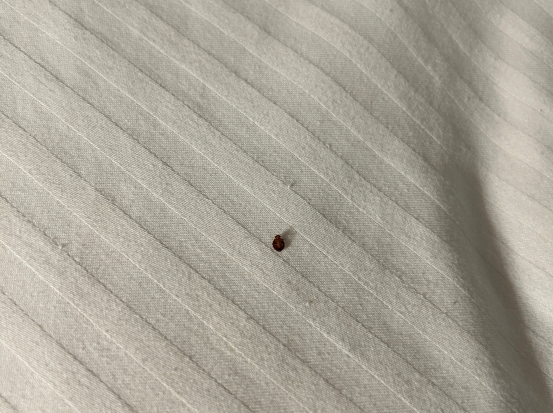 贝灵厄姆拉昆塔温德姆套房酒店主图