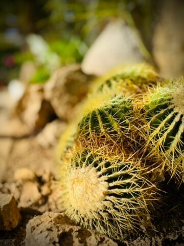 Zoa Parc Animalier et Botanique-滨海萨纳里必去景点