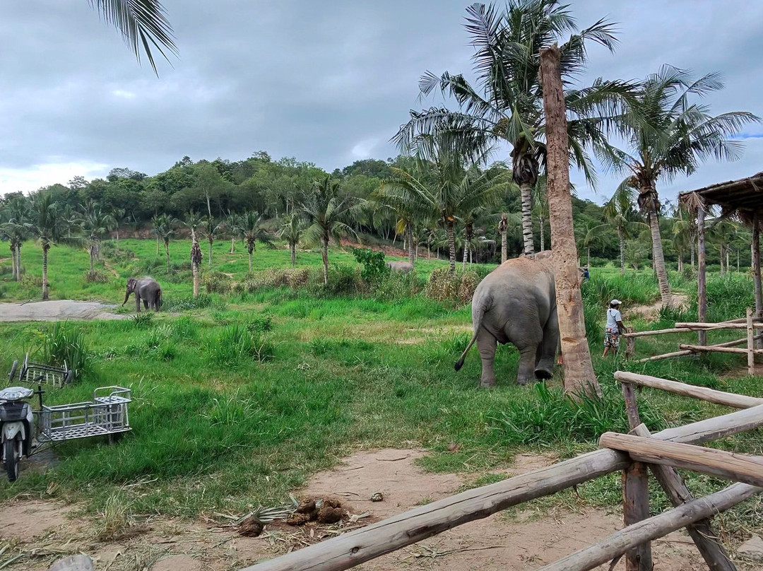 Pattaya Elephant Sanctuary-Bang Sare必去景点