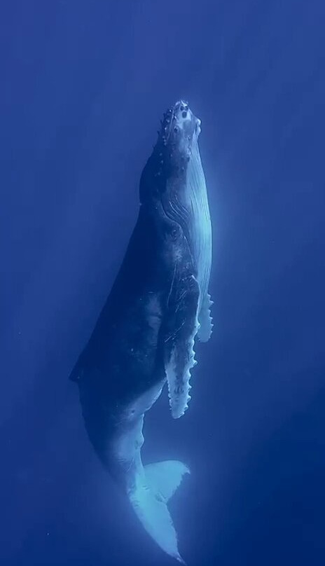 Mobydick Tahiti-Paea必去景点