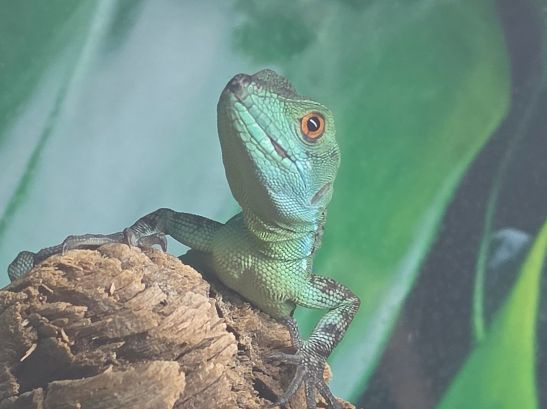 Aquaworld Aquarium & Reptile Rescue Centre-赫索尼索斯必去景点
