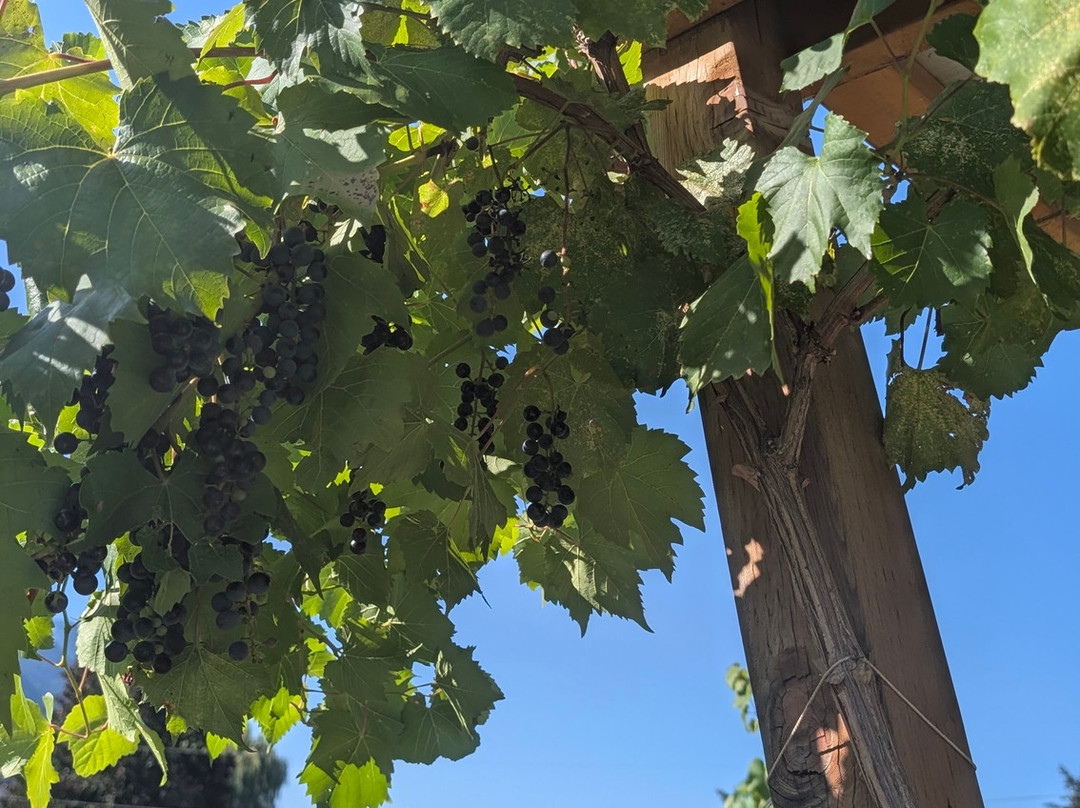 Cliff and Gorge Vineyards-Lillooet必去景点