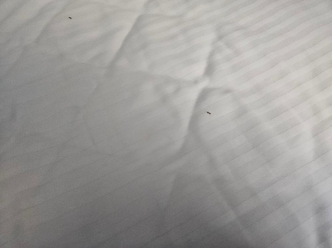 格伦罗斯拉昆塔温德姆套房酒店主图