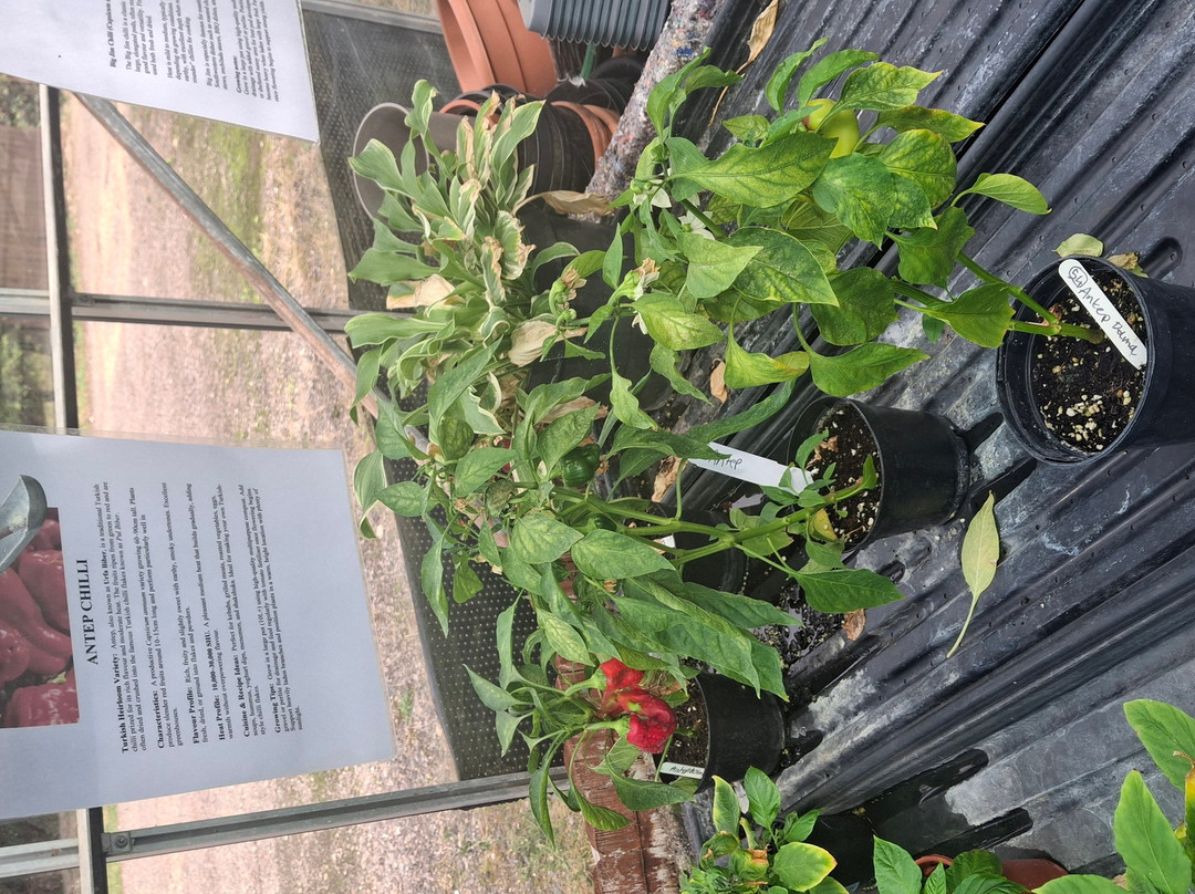 Edible Ornamentals-Chawston必去景点