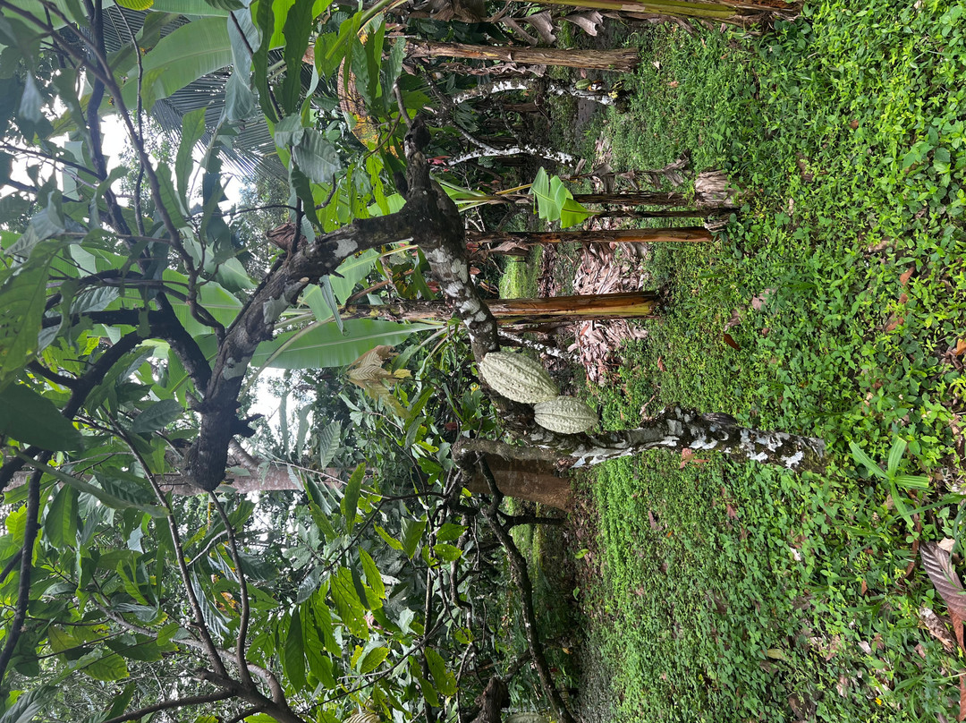 Cacao Trails Culture Tour-Hone Creek必去景点