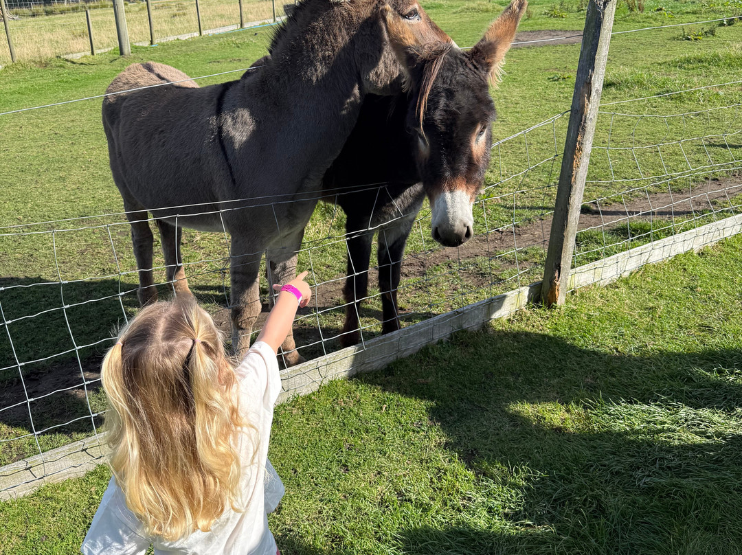 Wynford Farm Playbarn-Kingswells必去景点