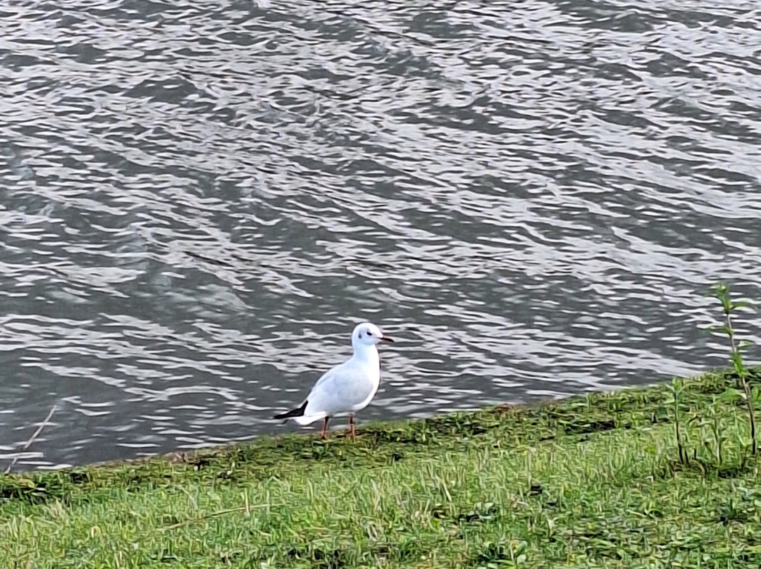 Walthamstow Wetlands-伦敦必去景点