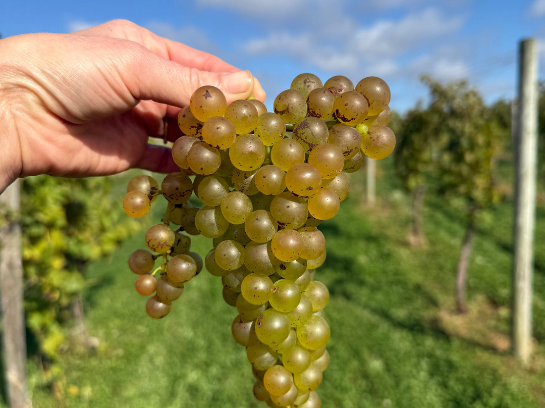 Sakonnet Vineyard-Little Compton必去景点