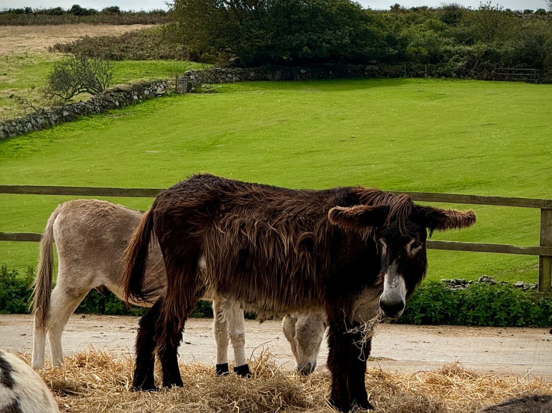 The Flicka Foundation - Donkey Sanctuary-Penryn必去景点