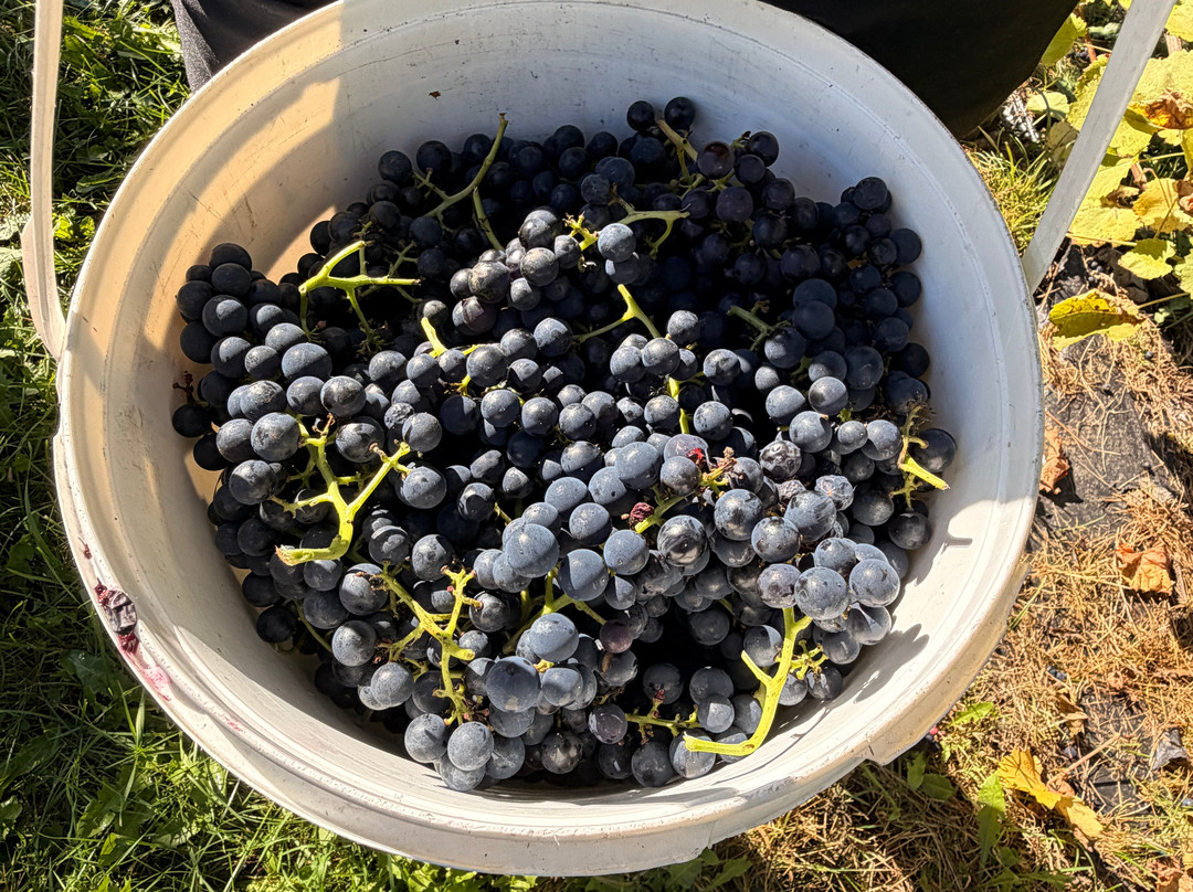 Vignoble Domaine L'Ange Gardien-L'Ange-Gardien必去景点