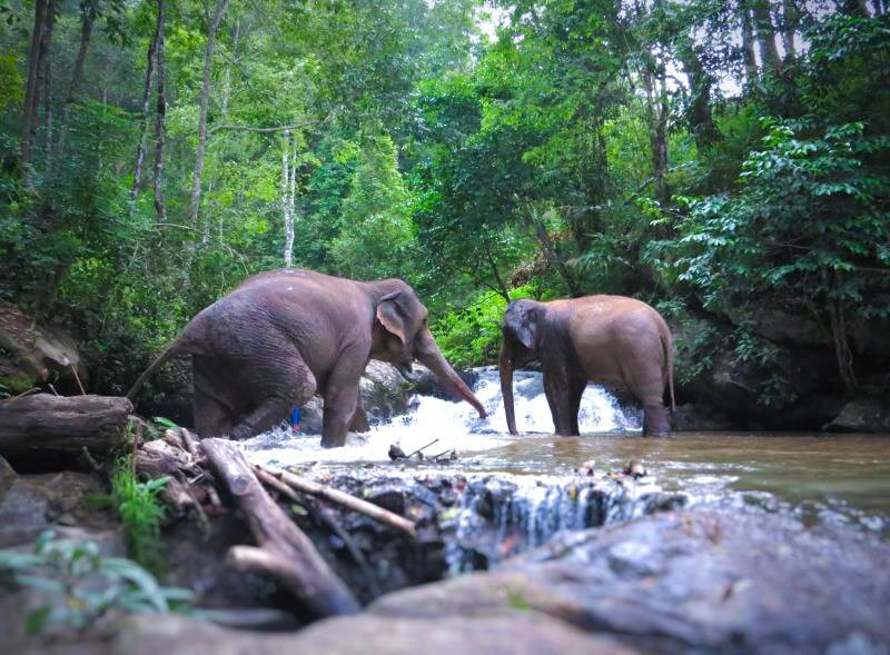 Blue Daily Elephant Care Sanctuary-清迈必去景点
