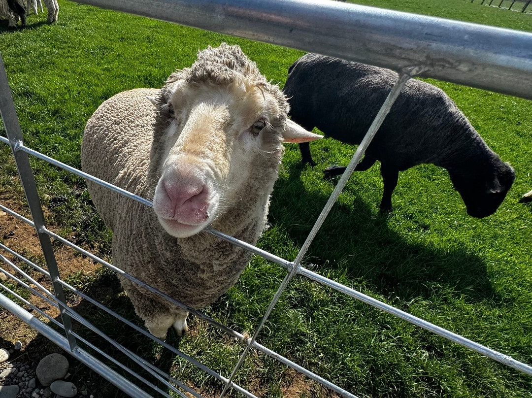 Woodstone Farm, Te Anau, New Zealand-蒂阿瑙必去景点