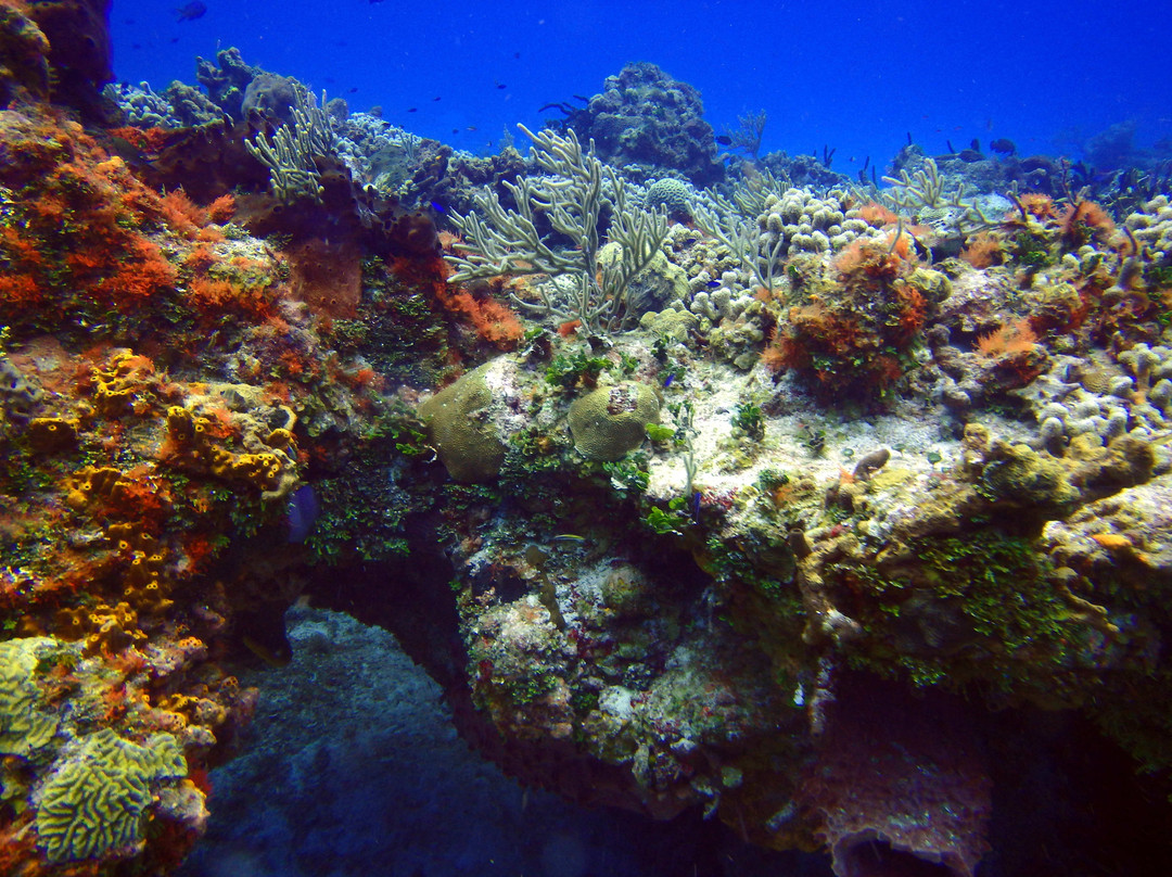 帕兰卡珊瑚礁景点图片