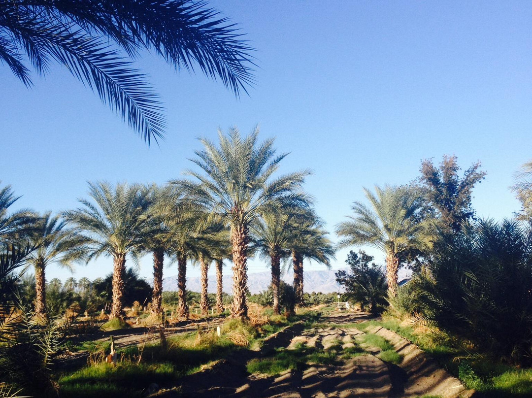 Coachella旅游景点-Date Gardens