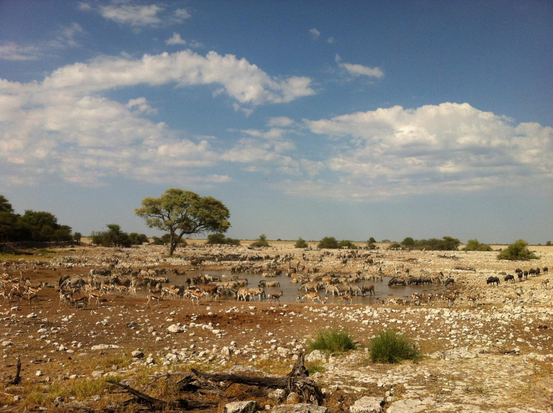 null-Otavi