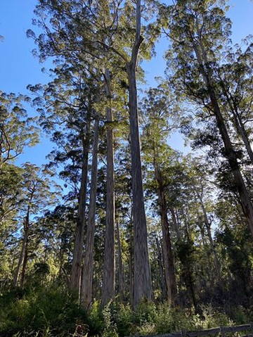 Four Aces-Manjimup必去景点