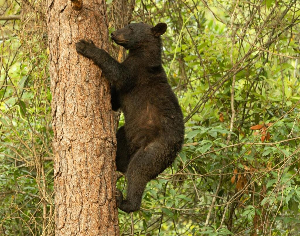 Wildlife Carolina-Swanquarter必去景点