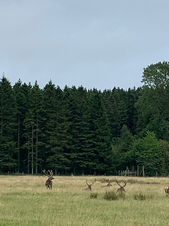 Gosford Forest Park景点图片