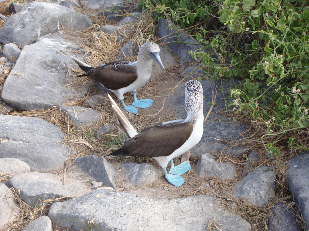 Galapagos Natural Life Tour Operator-加拉帕戈斯群岛必去景点