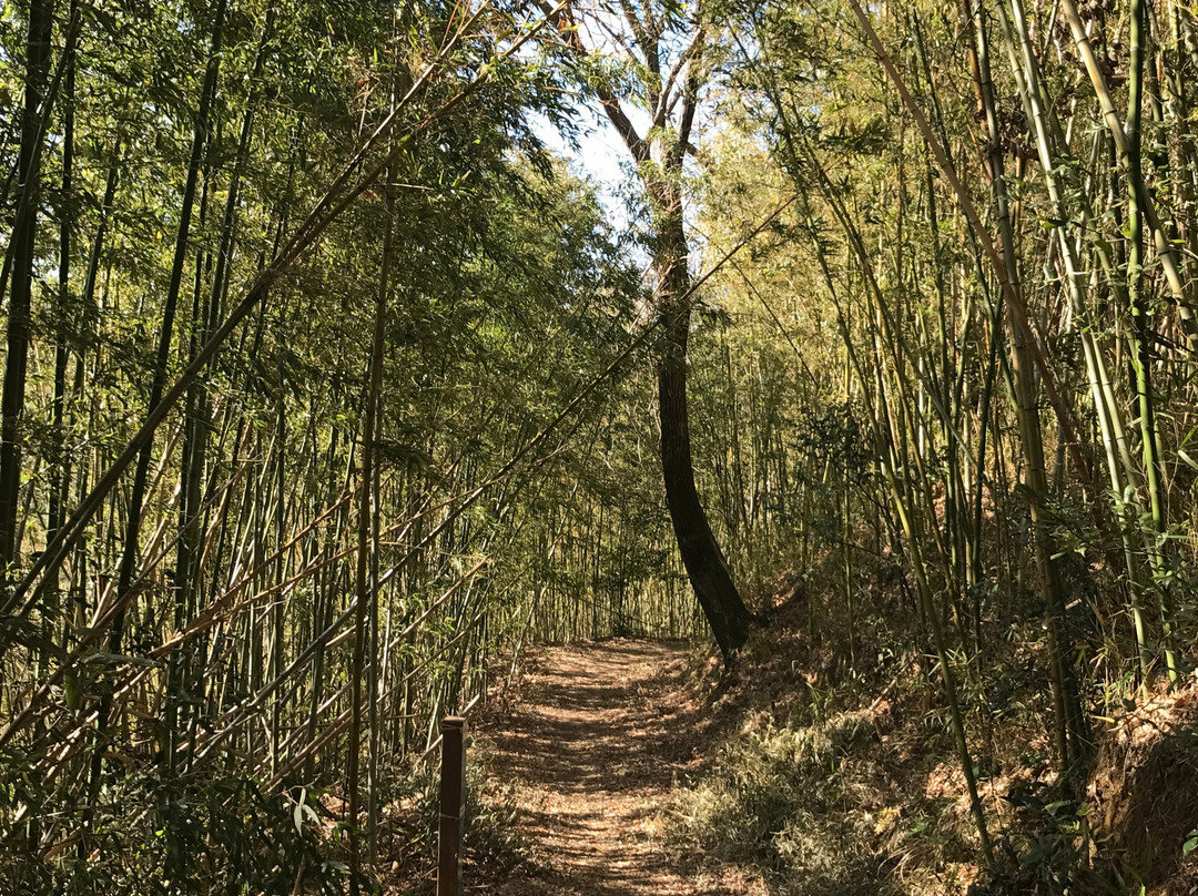 Chikatsu Asuka Fudoki Hill景点图片