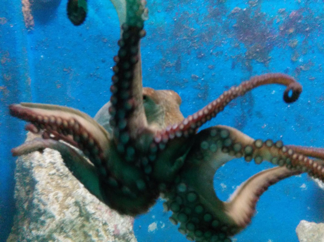 Corfu Aquarium景点图片