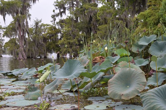 Swamp Tours of Acadiana景点图片