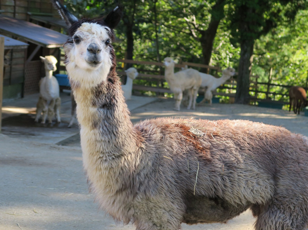 Yamakoshi Alpaca Farm