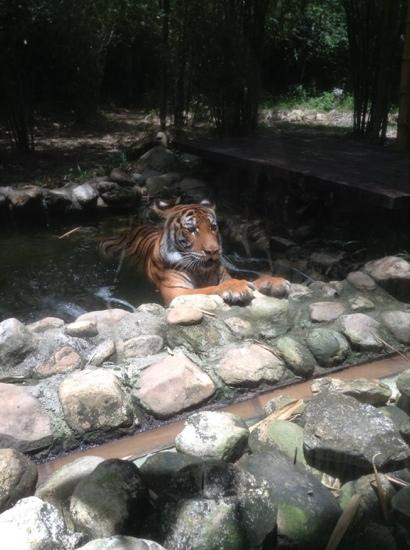 Tiger! Tiger! Gallery & Exhibit景点图片