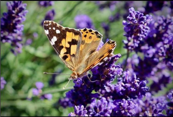 Serenity Lavender Farm