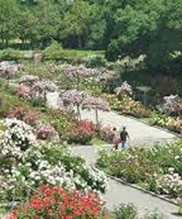 Morcom Amphitheater of Roses景点门票图片