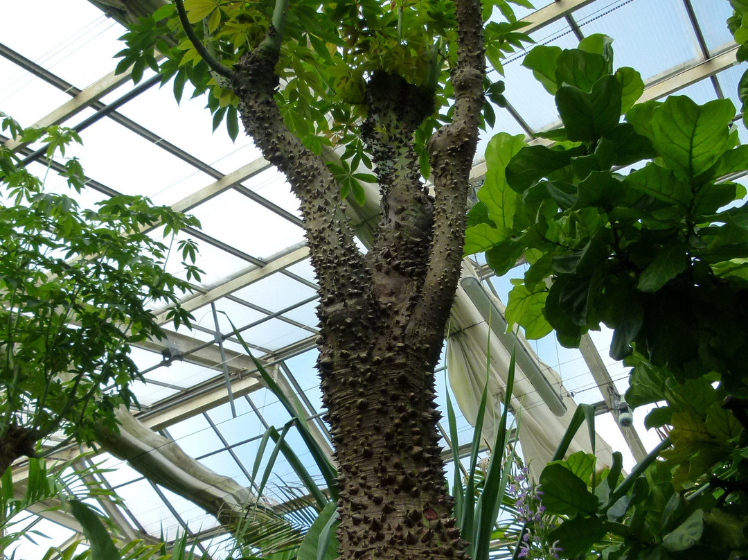 Caen Botanical Garden景点图片