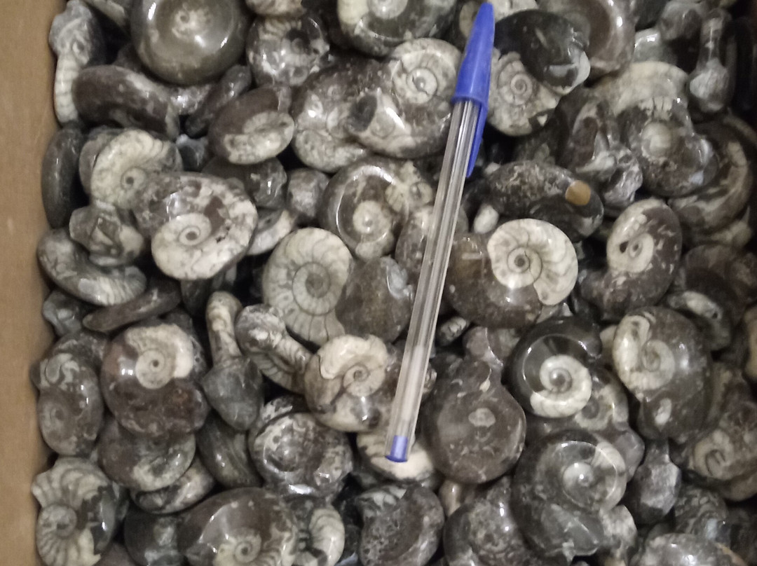 Mezane Fossil Store-Rissani必去景点