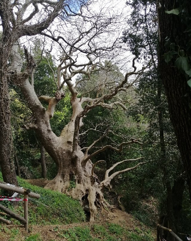 Il Gigante di Curinga景点图片