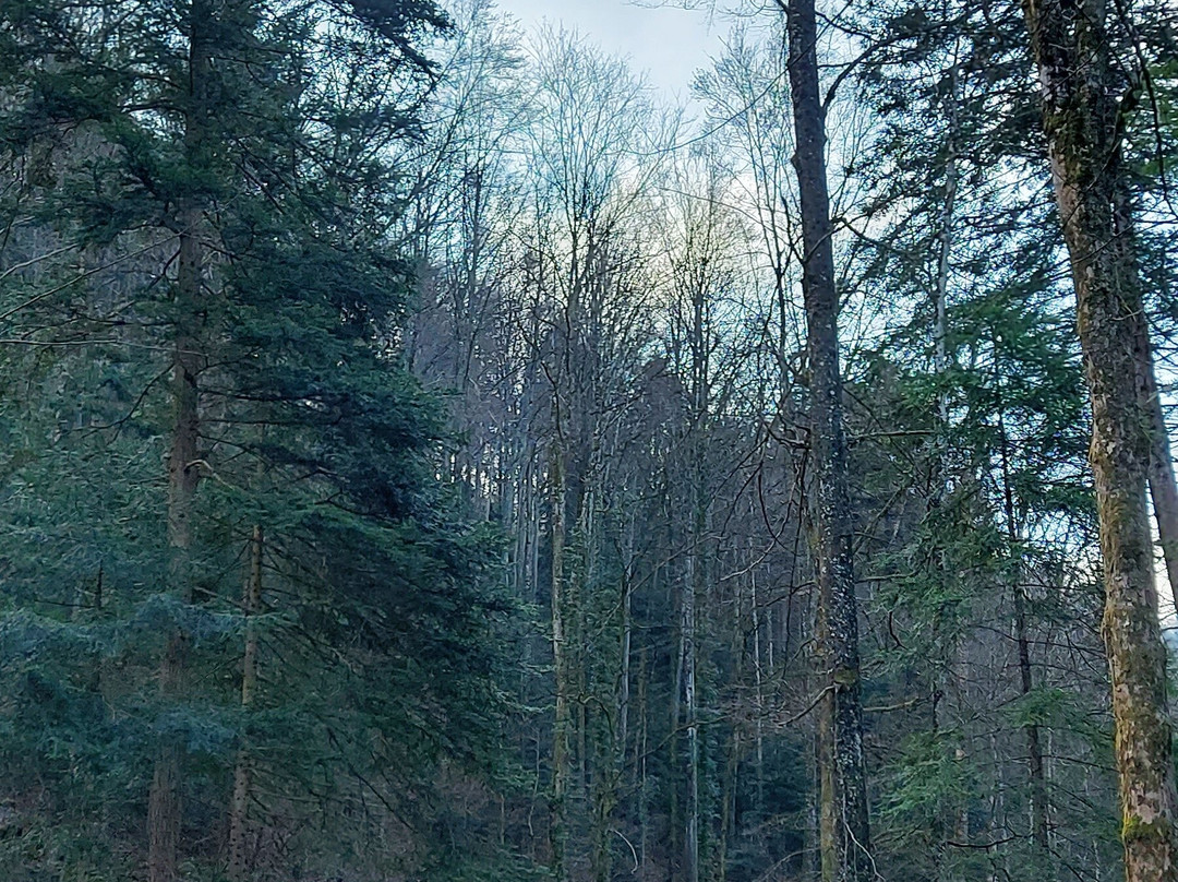 Region Wasserfallen-Reigoldswil必去景点