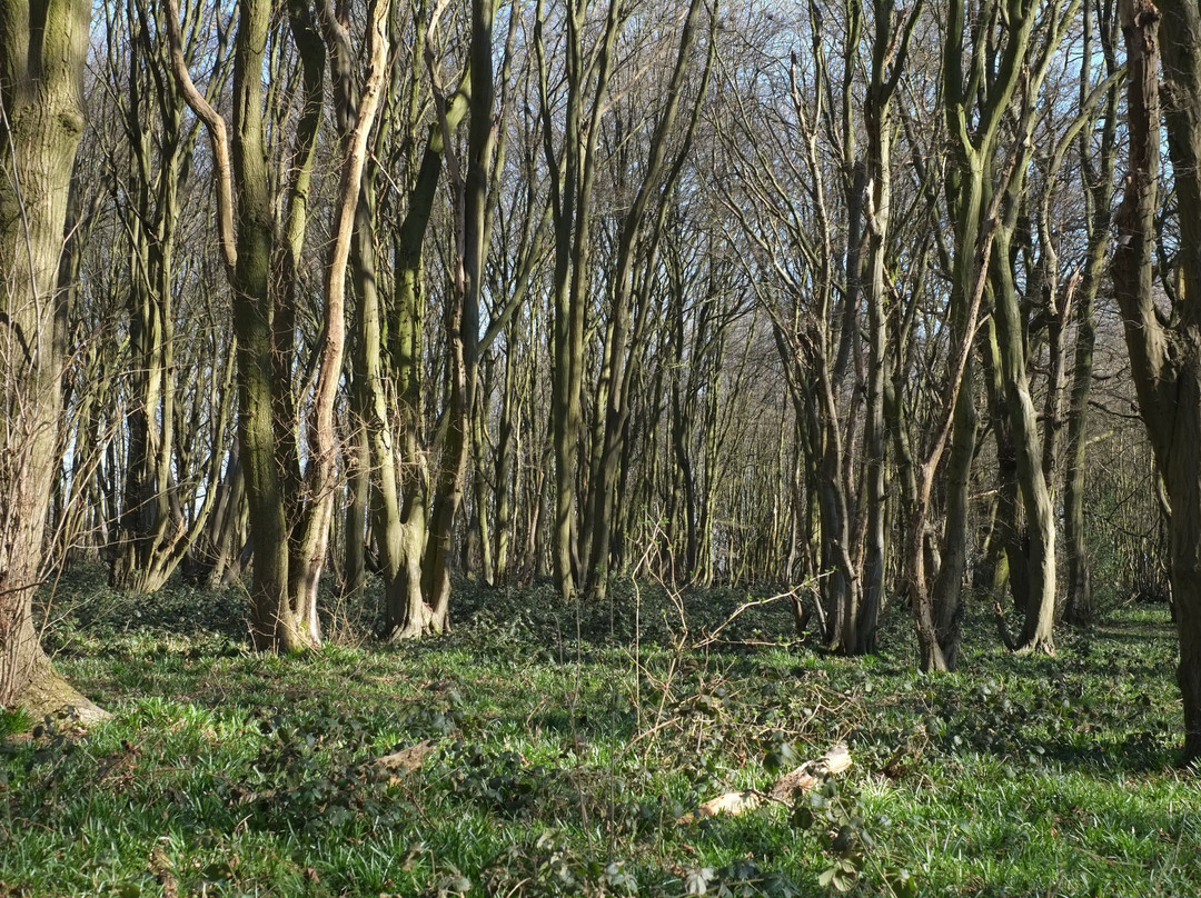 Heartwood Forest景点图片