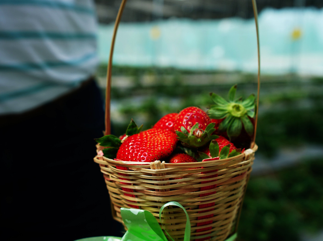 Jds Farms And Nursery景点图片