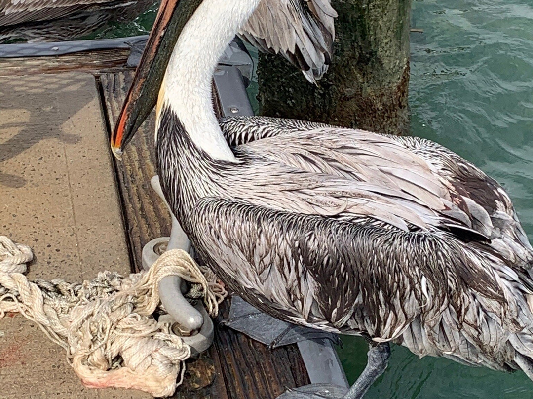 Good Time Charter Fishing-朱庇特必去景点