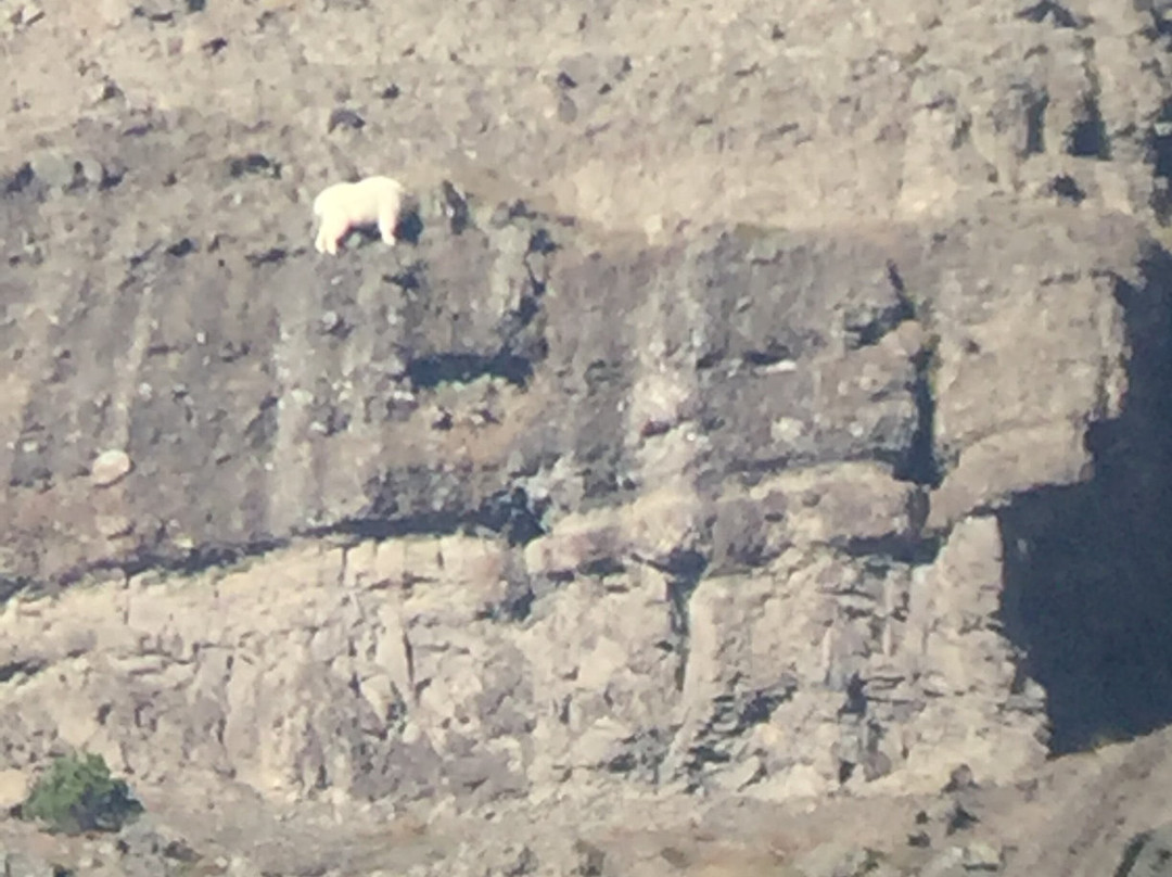 Yellowstone Insight - Day Tours-加德纳必去景点