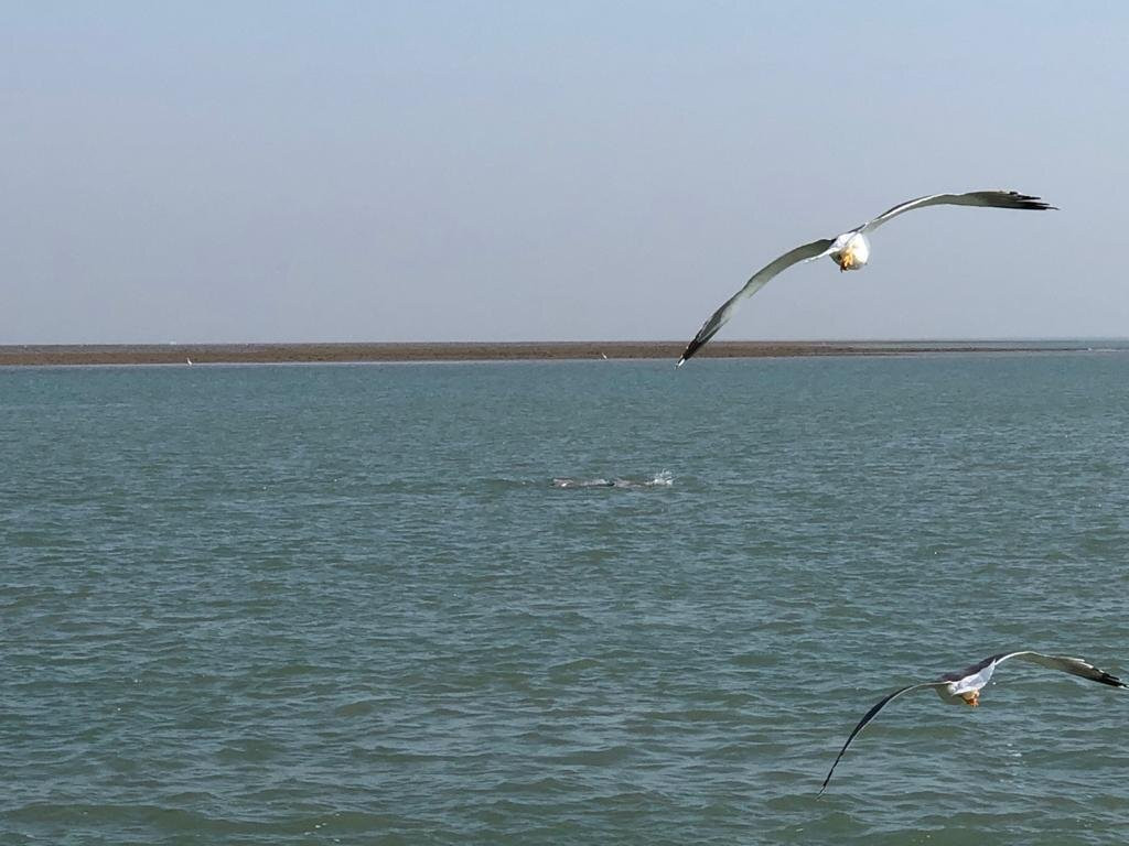 Dwarka Lighthouse景点图片