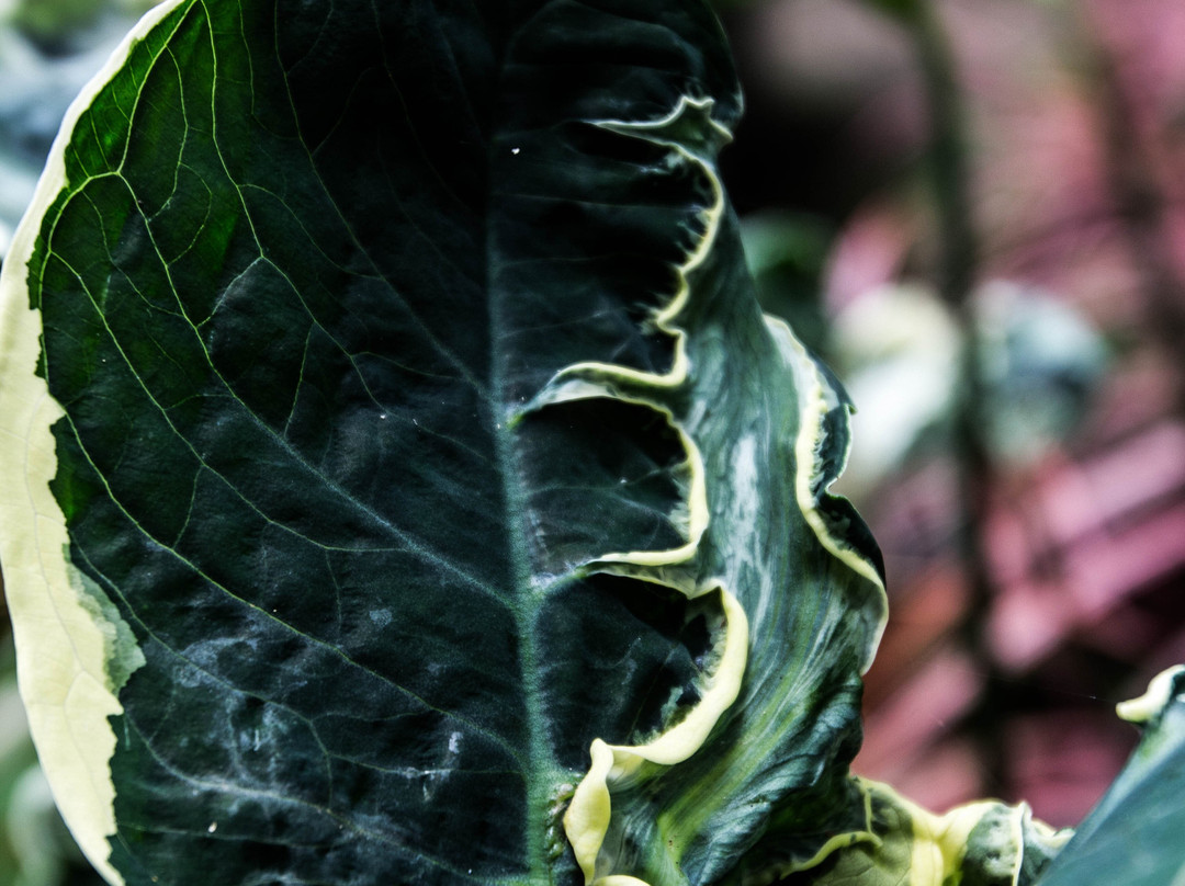 Parque Ruber Van Der Linden - Pau Pombo