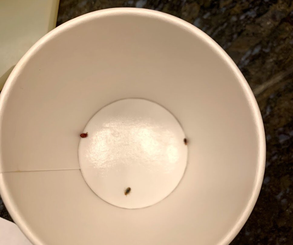 Holiday Inn Express Fallon by IHG主图