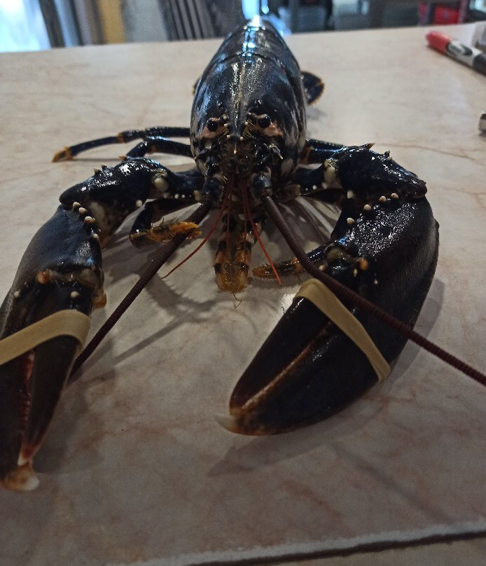 莱贡街-墨尔本必去景点