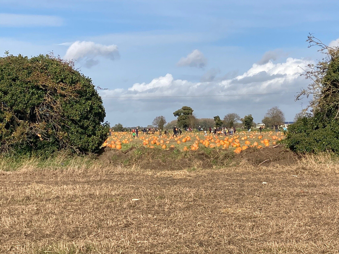 Undley Pumpkin Patch & Maize Maze景点图片