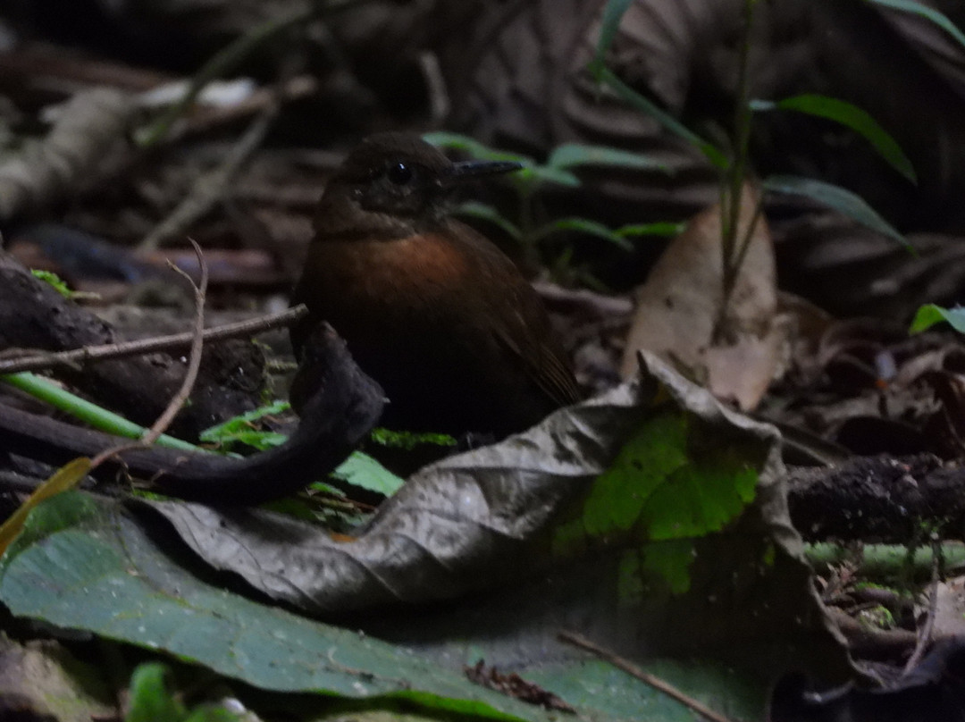 Trilha dos Tucanos-Tapirai必去景点