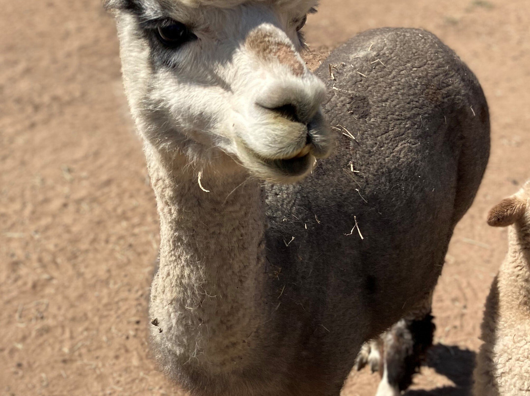 Plum Creek Alpacas-Bradfordsville必去景点