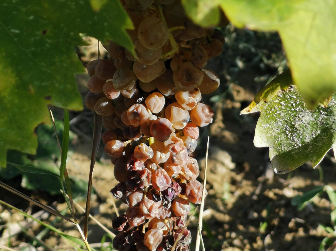 Barberani Wine-Baschi必去景点