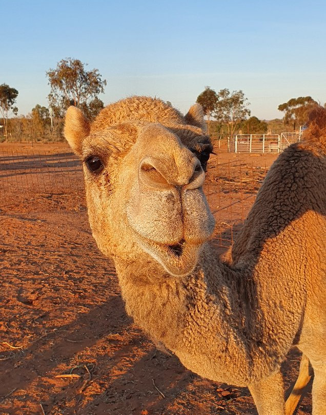 Silverton Outback Camels景点图片