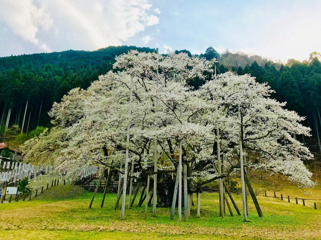 Usuzumi Park-本巢市必去景点